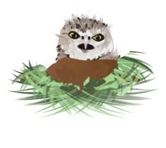 Vector drawing of burrowing owl in its den