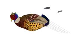Vector clip art of unfinished pheasant