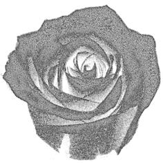 Vector image of duotone grey rose