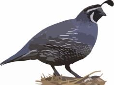 California quail sanding on a nest vector clip art