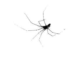 Vector image of photocopied spider