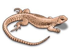 Illustration of brown lizard with shadows