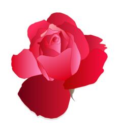 Digital drawing of red rose