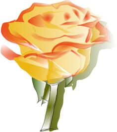 Yellow rose vector drawing