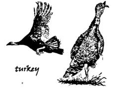 Drawing of turkey in maptize filter