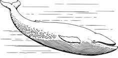 Blue whale vector illustration