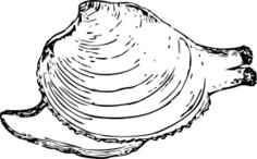 Vector clip art of quahog