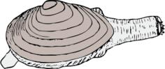 Vector graphics of clam