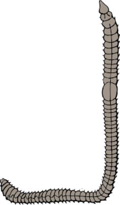 Vector illustration of earthworm