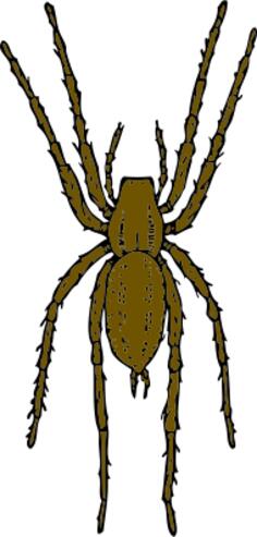 Vector illustration of brown spider