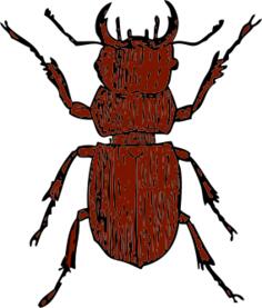 Vector graphics of stag beetle