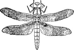 Vector clip art of dragonfly