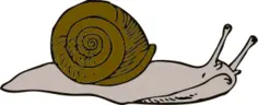 Vector illustration of snail
