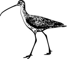Long-billed curlew vector image