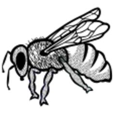 Outline vector drawing of bee