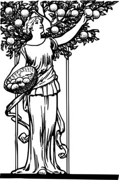 Vector image of picking oranges from a tree