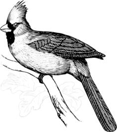 Vector image of cardinal bird on a branch