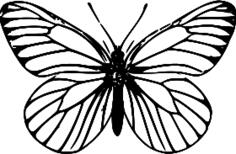 Line art butterfly vector image