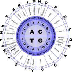 Genetic code vector image