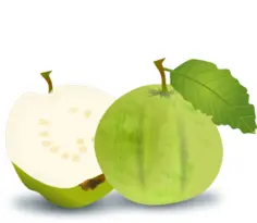 Guava vector image