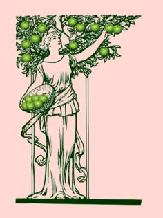 Vector image of lady picking apples