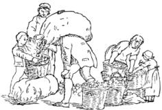 Vector drawing of harvesting apples