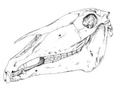 Horse skull vector illustration