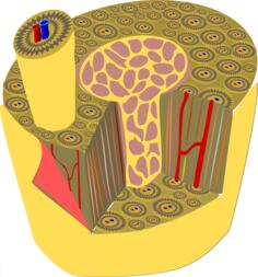 Microscopic anatomy of human bone vector graphics