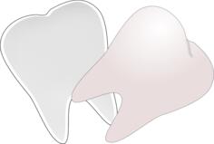 Tooth cut in half vector drawing