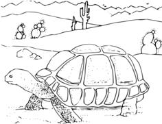 Turtle in desert coloring book vector drawing