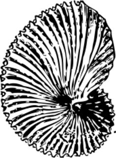 Vector graphics of sea shell