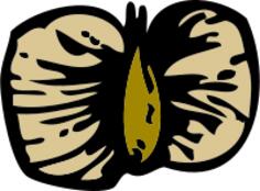 Vector image of birch seed