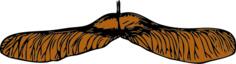 Vector graphics of maple seed