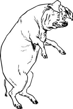 Vector drawing of scared pig
