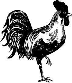 A rooster standing on one leg