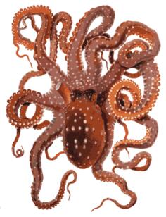 Vector clip art of red octopus