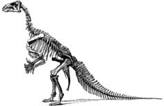 Iganodon vector drawing