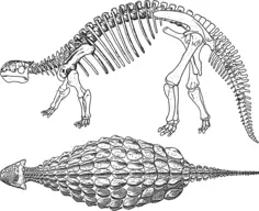 Ankylosaurus skeleton vector graphics