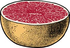 Vector image of red grapefruit cut in half