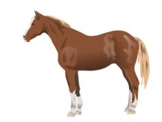 Vector illustration of horse standing