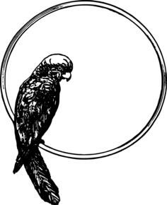 Vector illustration of parrot on a frame