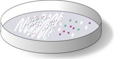 Chromogenic media with collonies on plate vector clip art