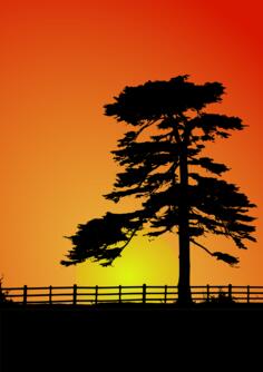 Cedar trees silhouette vector image