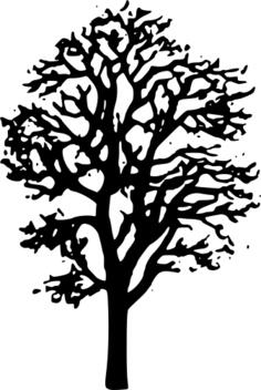 Maple tree vector drawing