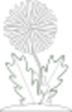 Vector drawing of dandelion flower for color book