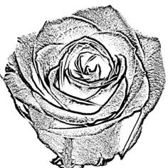 Vector freehand drawing of rose