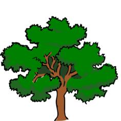 Vector clip art of oaktree with wide treetop,