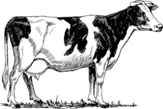 Holstein cow vector drawing