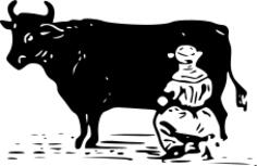 Vector drawing of man milking a cow