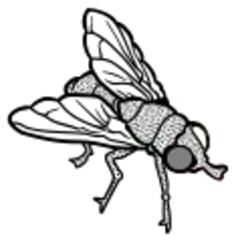 Fly line art vector clip art